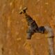 selective focus photography of brown faucet