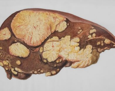 a drawing of a human brain with multiple sections