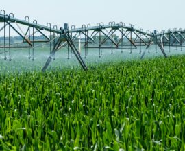 a sprinkler spraying water on a green field