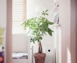 A potted plant sits near a window with blinds