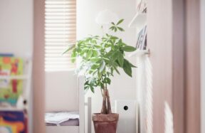 A potted plant sits near a window with blinds