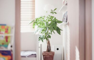 A potted plant sits near a window with blinds