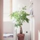 A potted plant sits near a window with blinds