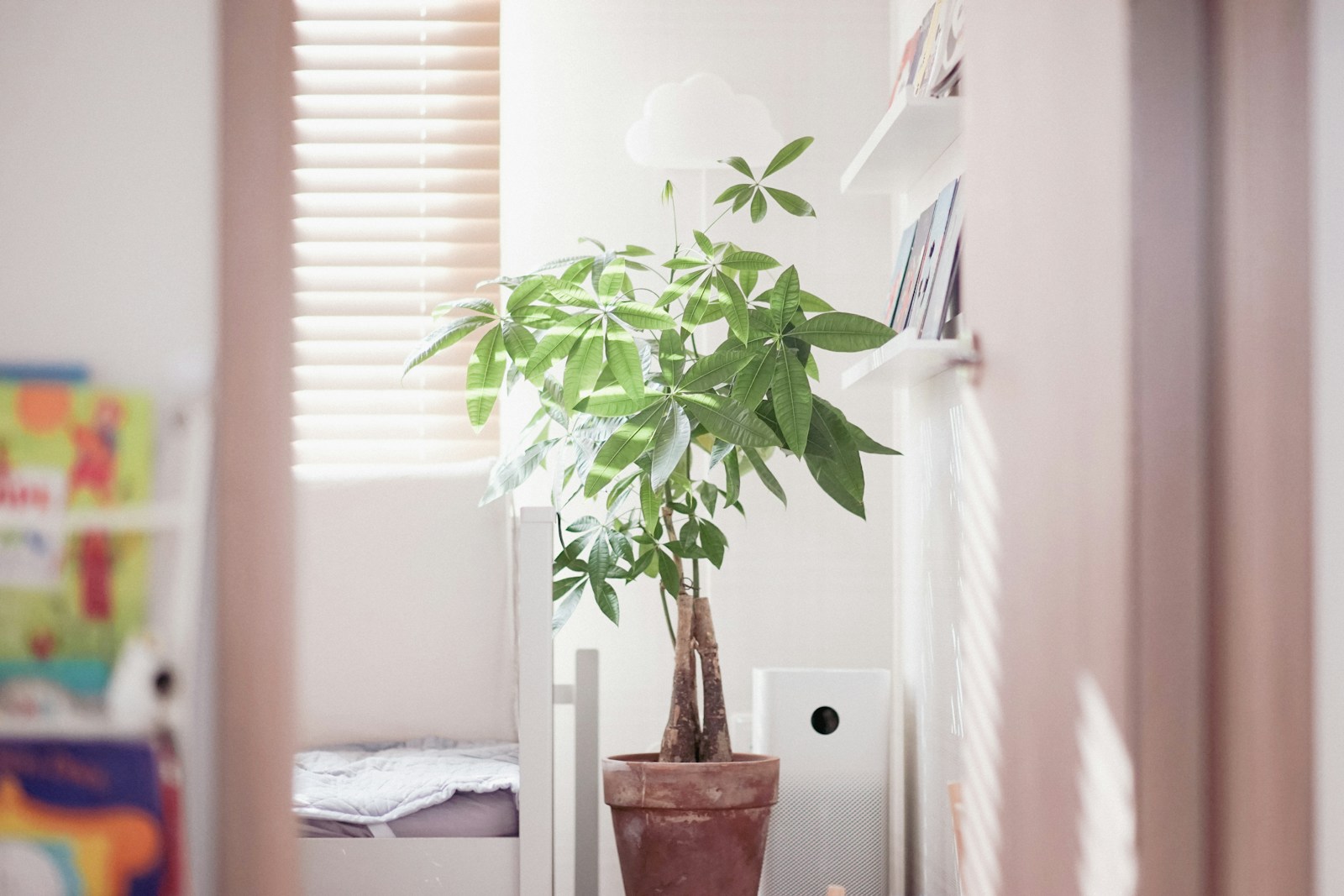 A potted plant sits near a window with blinds