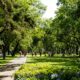 People enjoying a sunny day in a lush green park