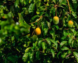 yellow round fruits on tree