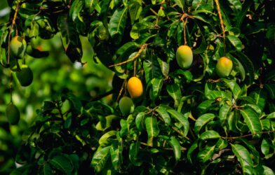 yellow round fruits on tree