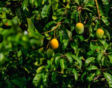 yellow round fruits on tree