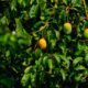 yellow round fruits on tree