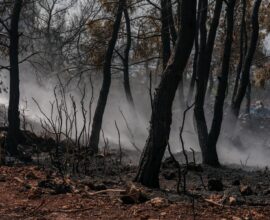 A fire truck driving through a forest filled with trees