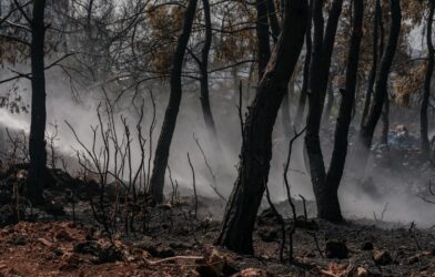 A fire truck driving through a forest filled with trees