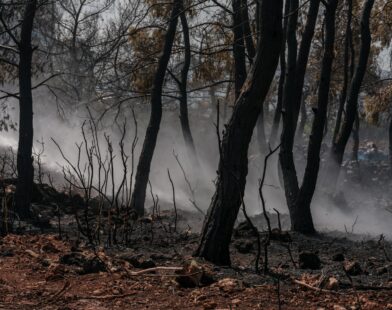 A fire truck driving through a forest filled with trees