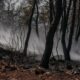 A fire truck driving through a forest filled with trees