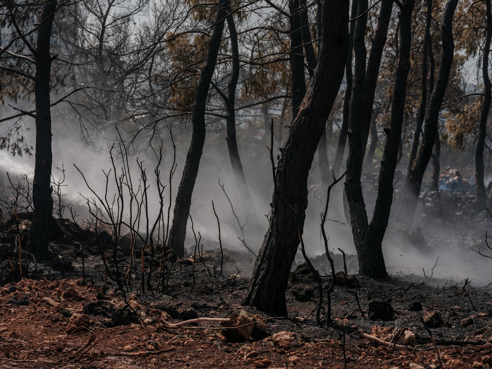 A fire truck driving through a forest filled with trees