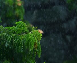 green tree in close up photography