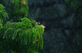 green tree in close up photography