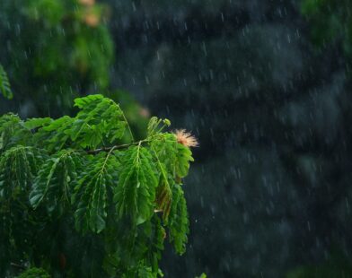 green tree in close up photography