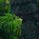 green tree in close up photography