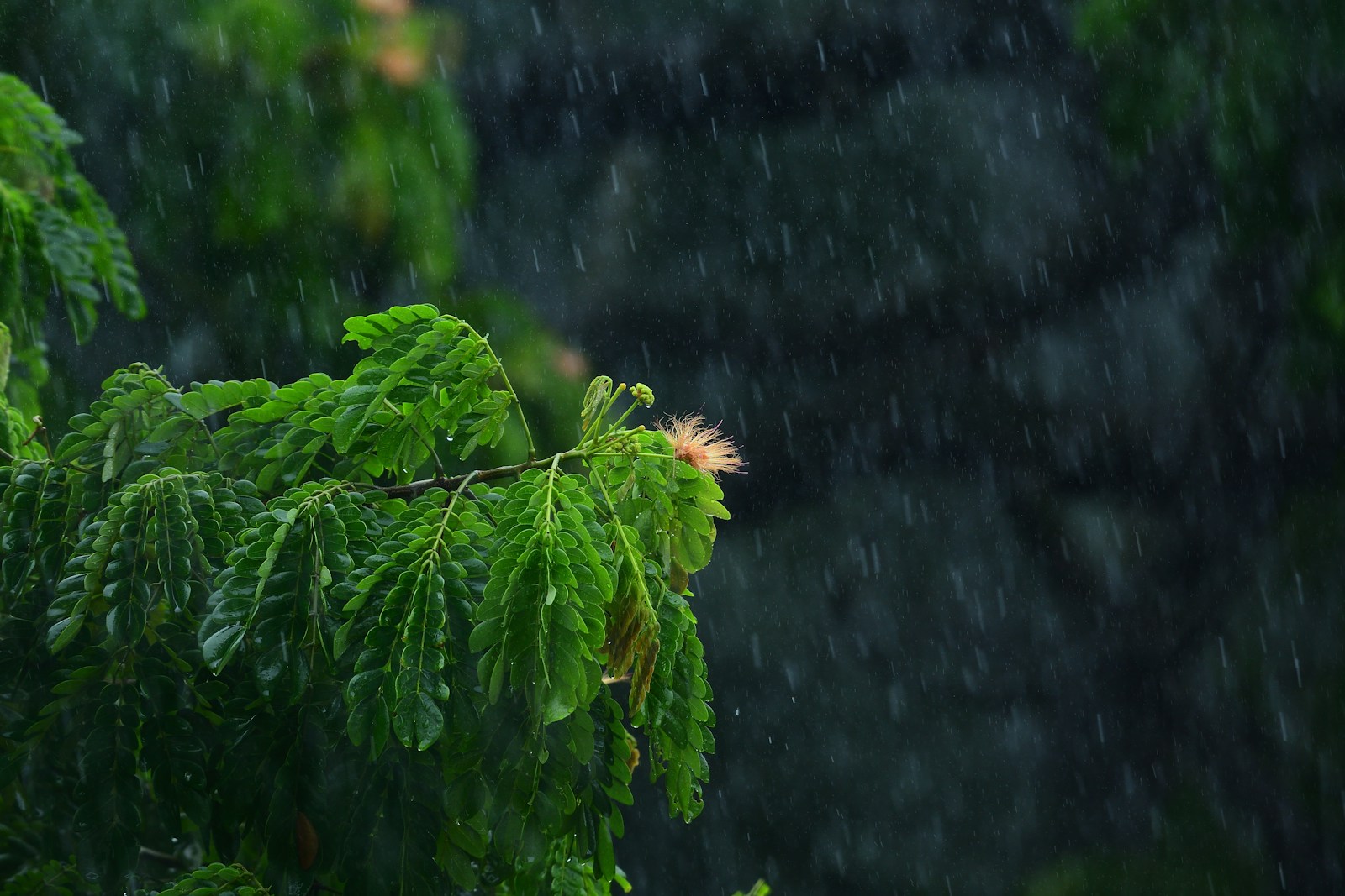 green tree in close up photography