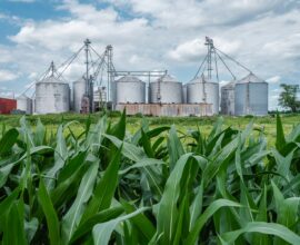 a field of corn and silos with a red building in the background