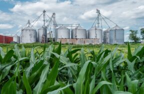 a field of corn and silos with a red building in the background