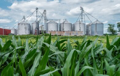 a field of corn and silos with a red building in the background