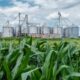a field of corn and silos with a red building in the background