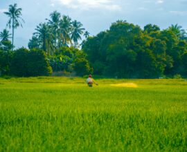 a person in a green field with trees in the background