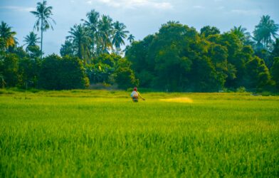 a person in a green field with trees in the background