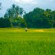 a person in a green field with trees in the background